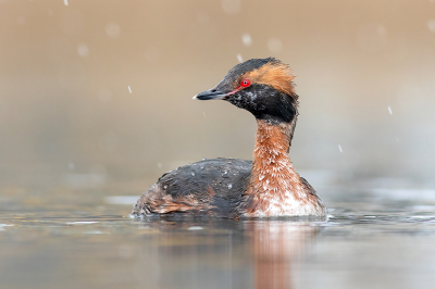 Winterse omstandigheden bij een (bijna volledig) zomerkleed Kuifduiker, er was veel geduld nodig voordat ze dichtbij kwamen, maar ze zijn totaal niet schuw. Een sneeuwbui er overheen maakt het plaatje compleet. 

Edit: Mijn vorige foto was niet goed genoeg, vanwege uitgebeten wit, hier wil ik nog wel een discussie over opgooien. 
Een Knobbelzwaan in een felle middagzon met reflectie van het water is voor het oog toch ook uitgebeten wit? Ik sta er niet achter om alle hooglichten er dan uit te halen en de foto te flets te maken. Met name bij vogels op het water, die iets van wit in hun lichaam hebben is dat met een zonnetje en reflectie heel gauw uitgebeten. Wat zijn hier de meningen over?