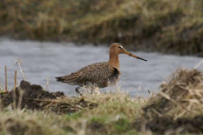 Mijn eerste grutto dit jaar. Gemaakt met de minolta dynax d7-500mm