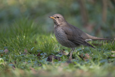 <i class='fa fa-user'></i> Gert-Jan Cromwijk |   Zwartkeellijster  <i class='fa fa-eye'> 316</i>  <i class='fa fa-thumbs-up'> 4</i>   <i class='fa fa-comment-o'> 6</i>