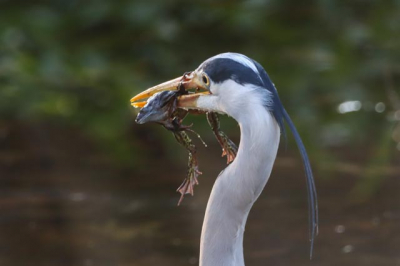 Tijdens een middagwandeling kwam ik deze Blauwe reiger tegen. Zo te zien staat vandaag kikker op het menu bij deze sloot-food specialist. 

Door de compositie van de foto kun je zelf invullen of het om het verhaal van de kikker of de Blauwe reiger gaat.