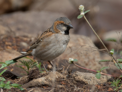 <i class='fa fa-user'></i> Paul van Giersbergen |   Keniaanse Roestmus  <i class='fa fa-eye'> 174</i>  <i class='fa fa-thumbs-up'> 2</i>   <i class='fa fa-comment-o'> 2</i>