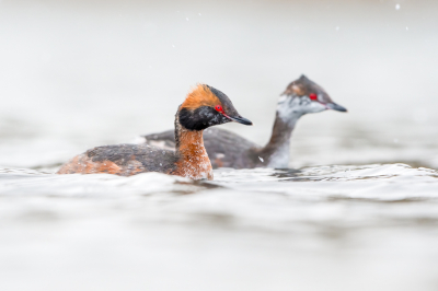 <i class='fa fa-user'></i> Hans Overduin |   Kuifduiker  <i class='fa fa-eye'> 409</i>  <i class='fa fa-thumbs-up'> 21</i>   <i class='fa fa-comment-o'> 15</i>