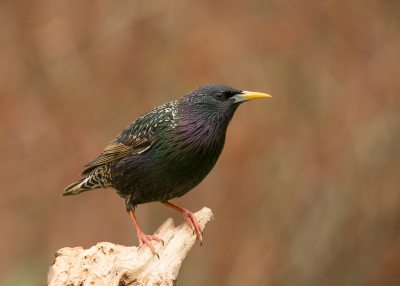 Genoeg spreeuwen in onze tuin op dit moment. Ik vind het hele mooie vogels.