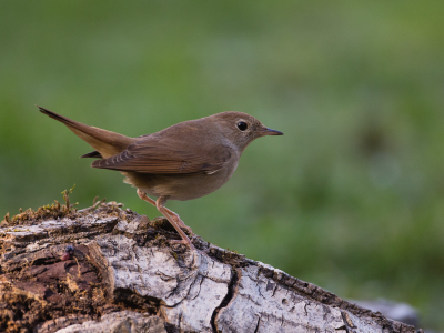 <i class='fa fa-user'></i> Peter van Eijk |   Nachtegaal  <i class='fa fa-eye'> 264</i>  <i class='fa fa-thumbs-up'> 6</i>   <i class='fa fa-comment-o'> 6</i>