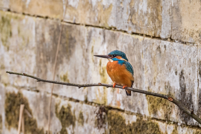 Mijn eerste fotosessie met de ijsvogel. Zittend voor het holletje waar ze met zijn tween aan een nest zijn begonnen in een holletje die oorspronkelijk voor oeverzwaluwen was bedoeld.