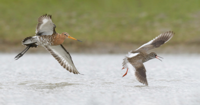 <i class='fa fa-user'></i> LubbertBoersma |   Grutto  <i class='fa fa-eye'> 237</i>  <i class='fa fa-thumbs-up'> 10</i>   <i class='fa fa-comment-o'> 10</i>