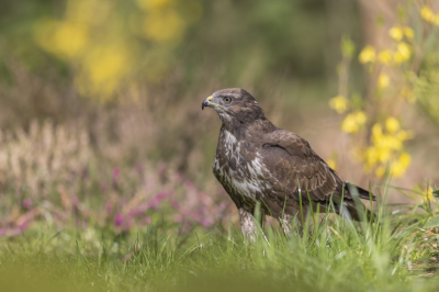 <i class='fa fa-user'></i> Frokkel |   Buizerd  <i class='fa fa-eye'> 217</i>  <i class='fa fa-thumbs-up'> 3</i>   <i class='fa fa-comment-o'> 7</i>