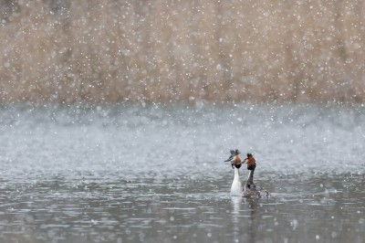 Sneeuw zorgen altijd voor dat extra element in een foto. Ik hou er van, en al helemaal als de foto naar mijn zin is. Hier twee baltsende futen, weer of geen weer ze gaan gewoon door. Klein in beeld gebracht om de omgeving en de sneeuw te benadrukken.