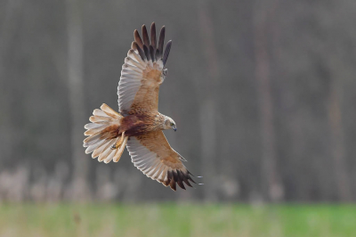 <i class='fa fa-user'></i> Harry Jamont |   Bruine Kiekendief  <i class='fa fa-eye'> 293</i>  <i class='fa fa-thumbs-up'> 14</i>   <i class='fa fa-comment-o'> 5</i>