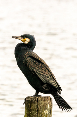 Regelmatig ga ik naar deze locatie en zie daar de aalscholvers op een paal in het water zitten. Helaas heb ik dan niet de juiste lens bij me. Nu dus speciaal met mijn 150-600 mm lens op pad gegaan. En ik had geluk. Er zaten er twee op een paal.