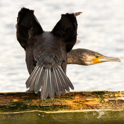 Een jonge aalscholver, zittend op een balk boven het water, vond dat andere vogels te dicht bij kwamen. Hij maakte zich groot om ze weg te jagen. Bij zo een houding zou ik ook maken dat ik weg kwam.