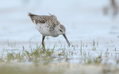 <i class='fa fa-user'></i> horneman69 |   Poelruiter  <i class='fa fa-eye'> 269</i>  <i class='fa fa-thumbs-up'> 9</i>   <i class='fa fa-comment-o'> 8</i>