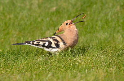 <i class='fa fa-user'></i> Celly |   Hop  <i class='fa fa-eye'> 386</i>  <i class='fa fa-thumbs-up'> 20</i>   <i class='fa fa-comment-o'> 10</i>