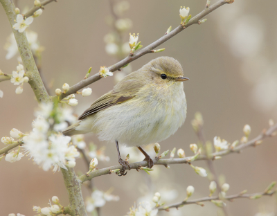 <i class='fa fa-user'></i> Hillebrand Keun |   Tjiftjaf  <i class='fa fa-eye'> 186</i>  <i class='fa fa-thumbs-up'> 4</i>   <i class='fa fa-comment-o'> 7</i>