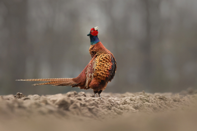 <i class='fa fa-user'></i> thijsglastra |   Fazant  <i class='fa fa-eye'> 354</i>  <i class='fa fa-thumbs-up'> 18</i>   <i class='fa fa-comment-o'> 17</i>