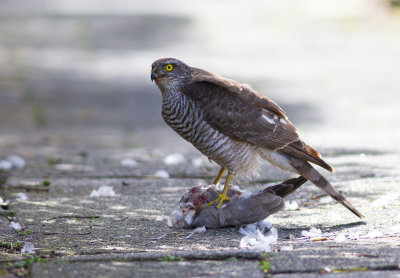 <i class='fa fa-user'></i> hansgans |   Sperwer  <i class='fa fa-eye'> 347</i>  <i class='fa fa-thumbs-up'> 11</i>   <i class='fa fa-comment-o'> 13</i>