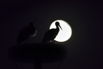 <i class='fa fa-user'></i> Bert Ooms |   Ooievaar  <i class='fa fa-eye'> 211</i>  <i class='fa fa-thumbs-up'> 10</i>   <i class='fa fa-comment-o'> 19</i>