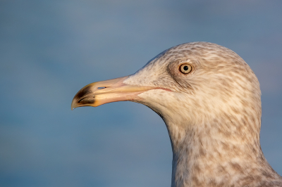 <i class='fa fa-user'></i> pjvantuil |   Grote Burgemeester  <i class='fa fa-eye'> 167</i>  <i class='fa fa-thumbs-up'> 4</i>   <i class='fa fa-comment-o'> 7</i>