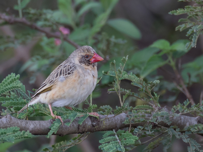 <i class='fa fa-user'></i> Paul van Giersbergen |   Roodbekwever  <i class='fa fa-eye'> 152</i>  <i class='fa fa-thumbs-up'> 6</i>   <i class='fa fa-comment-o'> 5</i>
