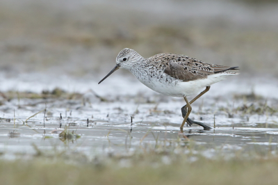 <i class='fa fa-user'></i> horneman69 |   Poelruiter  <i class='fa fa-eye'> 229</i>   <i class='fa fa-comment-o'> 8</i>