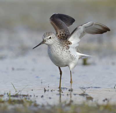 <i class='fa fa-user'></i> Ben Reitsma |   Poelruiter  <i class='fa fa-eye'> 264</i>  <i class='fa fa-thumbs-up'> 11</i>   <i class='fa fa-comment-o'> 4</i>