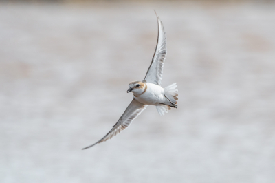 <i class='fa fa-user'></i> Hans Overduin |   Strandplevier  <i class='fa fa-eye'> 265</i>  <i class='fa fa-thumbs-up'> 20</i>   <i class='fa fa-comment-o'> 14</i>