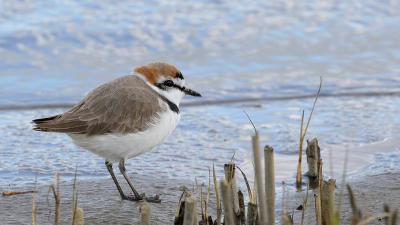 <i class='fa fa-user'></i> Rob Belterman |   Strandplevier  <i class='fa fa-eye'> 305</i>  <i class='fa fa-thumbs-up'> 23</i>   <i class='fa fa-comment-o'> 17</i>