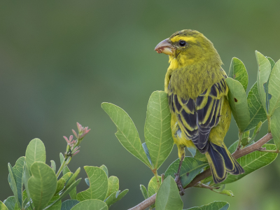 <i class='fa fa-user'></i> Paul van Giersbergen |   Zwavelkanarie  <i class='fa fa-eye'> 157</i>  <i class='fa fa-thumbs-up'> 1</i>   <i class='fa fa-comment-o'> 2</i>