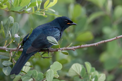 <i class='fa fa-user'></i> Paul van Giersbergen |   Kaapse Rupsvogel  <i class='fa fa-eye'> 145</i>  <i class='fa fa-thumbs-up'> 2</i>   <i class='fa fa-comment-o'> 2</i>
