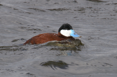 Het mooie aan deze foto vind ik de waterophoping voor zijn borst tijdens het zwemmen.
Gemaakt met de minolta dynax d7-500mm.