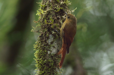 <i class='fa fa-user'></i> Martjan Lammertink |   Grijze Muisspecht  <i class='fa fa-eye'> 155</i>  <i class='fa fa-thumbs-up'> 3</i>   <i class='fa fa-comment-o'> 6</i>