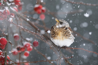 In februari zat ik precies in de winterse week op Ameland. Bij aankomst lag er amper sneeuw, maar na een nachtje slapen was de hele wereld in een wit sprookje veranderd. De Kramsvogels deden zich tijdens een zware sneeuwbui tegoed aan wat appeltjes in het dorp, ze waren alles behalve schuw, wat leuke fotokansen opleverde!