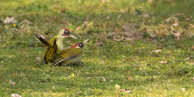 <i class='fa fa-user'></i> Annie Keizer |   Groene Specht  <i class='fa fa-eye'> 481</i>  <i class='fa fa-thumbs-up'> 15</i>   <i class='fa fa-comment-o'> 16</i>