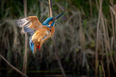 Vandaag gepoogd vliegbeelden te maken van IJsvogels, en dan met name in en uit het water duikend. Valt nog niet mee!