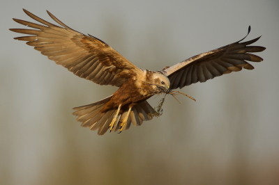 <i class='fa fa-user'></i> Tjballe |   Bruine Kiekendief  <i class='fa fa-eye'> 342</i>  <i class='fa fa-thumbs-up'> 19</i>   <i class='fa fa-comment-o'> 6</i>