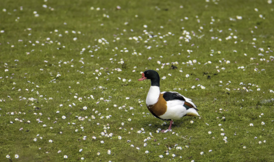 <i class='fa fa-user'></i> PascalK |   Bergeend  <i class='fa fa-eye'> 109</i>   <i class='fa fa-comment-o'> 17</i>