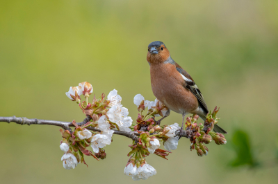 <i class='fa fa-user'></i> Freddy69 |   Vink  <i class='fa fa-eye'> 168</i>  <i class='fa fa-thumbs-up'> 12</i>   <i class='fa fa-comment-o'> 21</i>