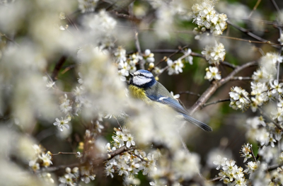 Half bewolkt weer , tijdens een wandeling in het natuurgebied, het leek wel of er een nest werd uitgezocht tussen de bloesem .