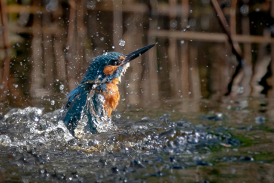 Hierbij nog een foto van de duikende IJsvogel. Razendsnel zijn ze en als er dan nog een redelijk scherpe plaat bij zit, ben je toch wel heel erg blij!