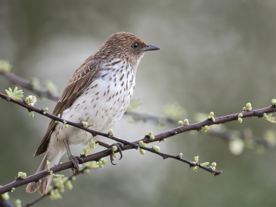 <i class='fa fa-user'></i> Paul van Giersbergen |   Amethistspreeuw  <i class='fa fa-eye'> 169</i>  <i class='fa fa-thumbs-up'> 6</i>   <i class='fa fa-comment-o'> 3</i>