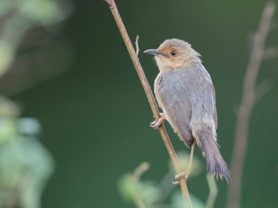 <i class='fa fa-user'></i> Paul van Giersbergen |   Roodmaskergraszanger  <i class='fa fa-eye'> 150</i>   <i class='fa fa-comment-o'> 1</i>