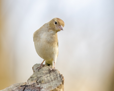 Mevrouw Vink in al haar eenvoud, maakt het een prachtig vogeltje.
Het zijn trouwe gasten in de tuin, vaak met een hele groep. Meneer Vink is natuurlijk een prachtige verschijning, maar ik vind mevrouw ook zeker de moeite waard.