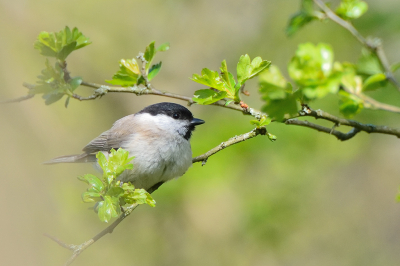 <i class='fa fa-user'></i> josephine |   Glanskop  <i class='fa fa-eye'> 129</i>  <i class='fa fa-thumbs-up'> 9</i>   <i class='fa fa-comment-o'> 22</i>