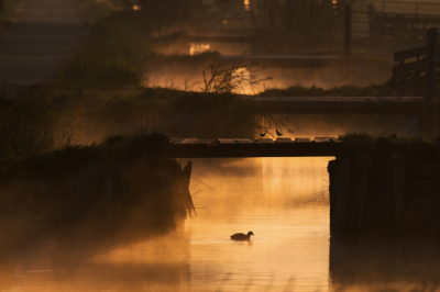 <i class='fa fa-user'></i> Peter Stam |   Meerkoet  <i class='fa fa-eye'> 249</i>  <i class='fa fa-thumbs-up'> 19</i>   <i class='fa fa-comment-o'> 11</i>