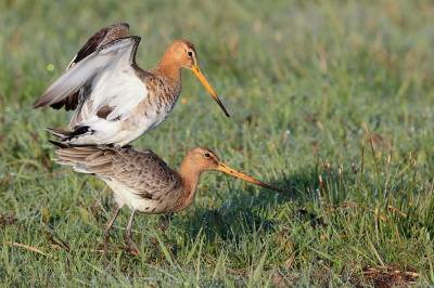 Na een lange onderbreking de camera weer opgepakt. Blijft nou eenmaal erg leuk om te doen. Vanochtend vroeg in de Surhuizumer Mieden bij de weidevogels wezen kijken. Grutto's, kieviten, en tureluurs zijn hier altijd aanwezig en goed te bestuderen. Deze grutto's waren het zoeken naar voedsel in het bedauwde gras aan het afwisselen met het bedrijven van de liefde. Tja, dat moet ook doorgaan.