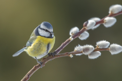 <i class='fa fa-user'></i> Annie Keizer |   Pimpelmees  <i class='fa fa-eye'> 209</i>  <i class='fa fa-thumbs-up'> 11</i>   <i class='fa fa-comment-o'> 10</i>