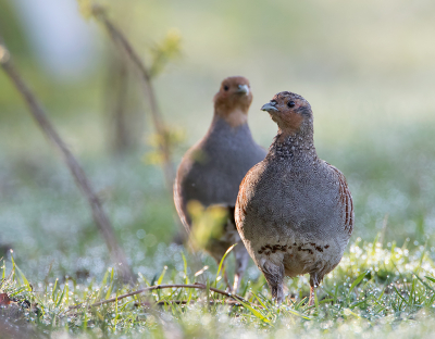 <i class='fa fa-user'></i> Alfred Berkhof |   Patrijs  <i class='fa fa-eye'> 208</i>  <i class='fa fa-thumbs-up'> 9</i>   <i class='fa fa-comment-o'> 6</i>