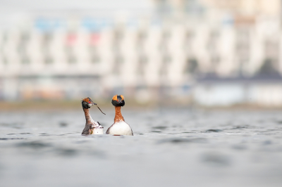 <i class='fa fa-user'></i> ArjandeHeer |   Kuifduiker  <i class='fa fa-eye'> 331</i>   <i class='fa fa-comment-o'> 1</i>