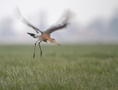 <i class='fa fa-user'></i> Fons Hoiting |   Grutto  <i class='fa fa-eye'> 236</i>  <i class='fa fa-thumbs-up'> 17</i>   <i class='fa fa-comment-o'> 9</i>