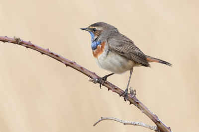 Het waaide hard maar toch liet deze Blauwborst zich nog even zien. Hij had geen zin om te zingen, hij zat een paar tellen en weg was hij weer.